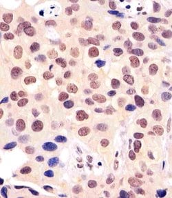 Invitrogen BANP Monoclonal Antibody (1524CT337.6.32) 200 &mu;L; Unconjugated:Antibodies,