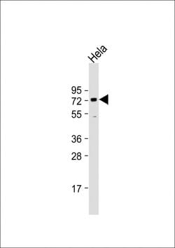Invitrogen BANP Monoclonal Antibody (1524CT337.6.32) 200 &mu;L; Unconjugated:Antibodies,