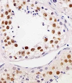 Invitrogen RAP1 Monoclonal Antibody (1664CT768.14.43) 200 &mu;L; Unconjugated:Antibodies,
