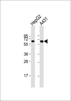 Invitrogen RAP1 Monoclonal Antibody (1664CT768.14.43) 200 &mu;L; Unconjugated:Antibodies,