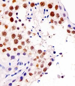 Invitrogen RAP1 Monoclonal Antibody (1664CT564.52.88) 200 &mu;L; Unconjugated:Antibodies,