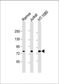 Invitrogen GARS Monoclonal Antibody (1641CT125.1.1) 200 &mu;L; Unconjugated:Antibodies,