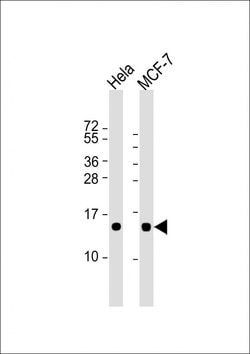 Invitrogen ISG15 Monoclonal Antibody (1031CT2.8.3) 200 &mu;L; Unconjugated:Antibodies,