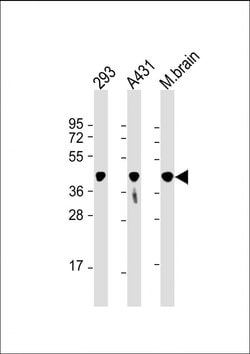 Invitrogen PGK1 Monoclonal Antibody (1086CT10.2.1) 200 &mu;L; Unconjugated:Antibodies,
