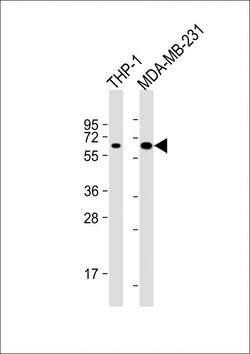 Invitrogen cGAS Monoclonal Antibody (1697CT136.65.30) 200 &mu;L; Unconjugated:Antibodies,
