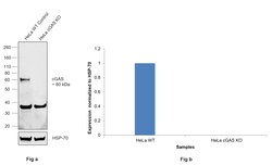 Invitrogen cGAS Monoclonal Antibody (1697CT136.65.30) 200 &mu;L; Unconjugated:Antibodies,