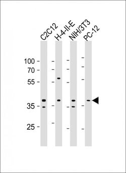 Invitrogen AMPK beta-1 Monoclonal Antibody (1420CT832.86.25) 200 &mu;L;