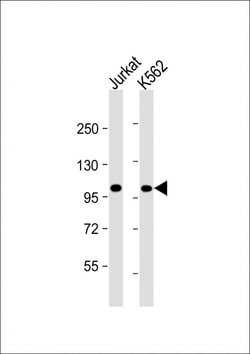Invitrogen PRDM16 Monoclonal Antibody (1740CT793.52.44) 200 &mu;L; Unconjugated:Antibodies,