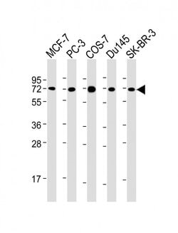 Invitrogen USP2 Monoclonal Antibody (1738CT331.50.87) 200 &mu;L; Unconjugated:Antibodies,