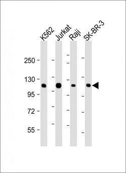 Invitrogen c-Cbl Monoclonal Antibody (1762CT401.80.60) 200 &mu;L; Unconjugated:Antibodies,