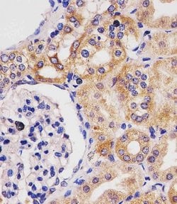 Invitrogen GLS2 Monoclonal Antibody (1758CT879.217.60) 200 &mu;L; Unconjugated:Antibodies,