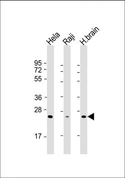 Invitrogen RAB14 Monoclonal Antibody (1779CT692.32.86) 200 &mu;L; Unconjugated:Antibodies,