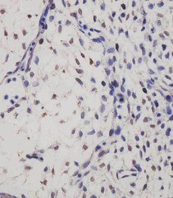 Invitrogen SUFU Monoclonal Antibody (1783CT536.263.29) 200 &mu;L; Unconjugated:Antibodies,