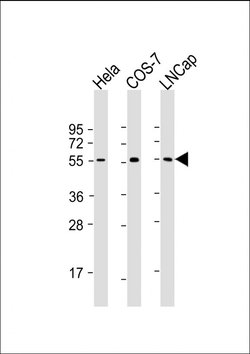 Invitrogen SUFU Monoclonal Antibody (1783CT536.263.29) 200 &mu;L; Unconjugated:Antibodies,