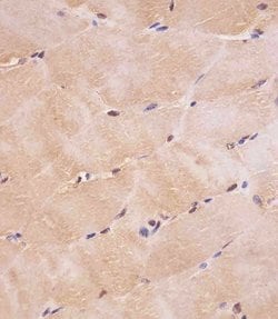 Invitrogen SMAD1 Monoclonal Antibody (1356CT119.18.55) 200 &mu;L; Unconjugated:Antibodies,