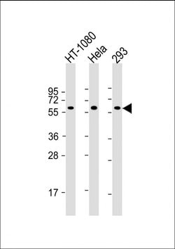 Invitrogen SMAD1 Monoclonal Antibody (1356CT119.18.55) 200 &mu;L; Unconjugated:Antibodies,