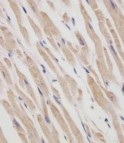 Invitrogen RANBP9 Monoclonal Antibody (1815CT202.22.8.37) 200 &mu;L; Unconjugated:Antibodies,