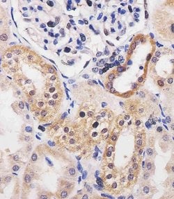 Invitrogen Adenosine Kinase Monoclonal Antibody (1103CT3.4.3) 200 &mu;L;