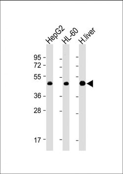 Invitrogen Adenosine Kinase Monoclonal Antibody (1103CT3.4.3) 200 &mu;L;