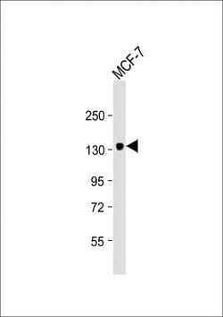 Invitrogen ABCB4 Monoclonal Antibody (1808CT346.21.23) 200 &mu;L; Unconjugated:Antibodies,