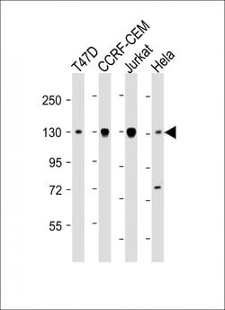 Invitrogen DNMT3A Monoclonal Antibody (1823CT281.43.36) 200 &mu;L; Unconjugated:Antibodies,