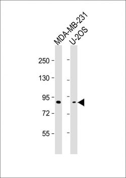 Invitrogen SMURF2 Monoclonal Antibody (1826CT865.51.28) 200 &mu;L; Unconjugated:Antibodies,