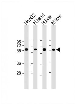 CRY2 Monoclonal Antibody (1819CT334.92.36.9):Antibodies, Monoclonal