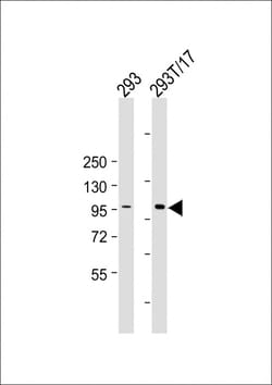 Invitrogen HACE1 Monoclonal Antibody (1854CT757.66.47) 200 &mu;L; Unconjugated:Antibodies,