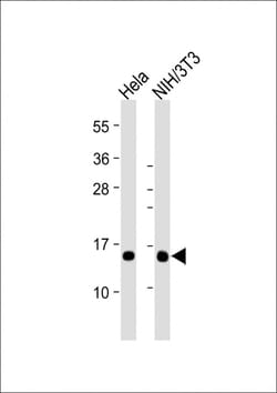 Invitrogen ROC1 Monoclonal Antibody (1859CT866.7.47) 200 &mu;L; Unconjugated:Antibodies,