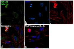 Invitrogen TSG101 Monoclonal Antibody (1883CT788.47.15.46) 200 &mu;L; Unconjugated:Antibodies,