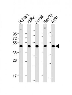 Invitrogen TSG101 Monoclonal Antibody (1883CT788.47.15.46) 200 &mu;L; Unconjugated:Antibodies,