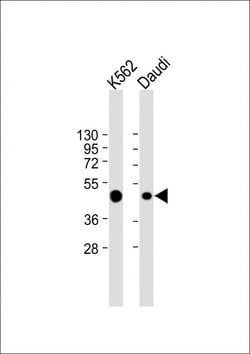 Invitrogen CCR7 Monoclonal Antibody (1987CT875.52.22) 200 &mu;L; Unconjugated:Antibodies,