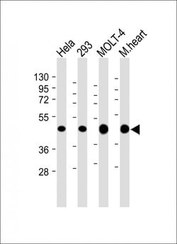 Invitrogen MTHFD2 Monoclonal Antibody (1985CT220.118.31) 200 &mu;L; Unconjugated:Antibodies,