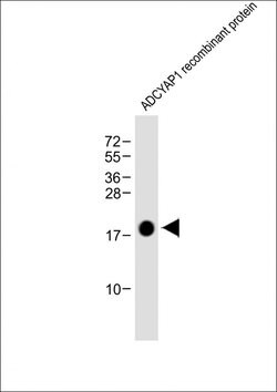 Invitrogen PACAP Monoclonal Antibody (1996CT329.45.62) 200 &mu;L; Unconjugated:Antibodies,