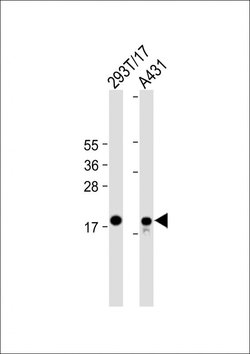 Invitrogen UBE2C Monoclonal Antibody (2001CT211.37.61) 200 &mu;L | Buy Online | Invitrogen&trade; | Fisher Scientific