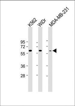 Invitrogen NUP54 Monoclonal Antibody (139CT1.1.5) 400 &mu;L; Unconjugated:Antibodies,