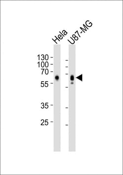Invitrogen GPR56 Monoclonal Antibody (1443CT642.85.27) 400 &mu;L; Unconjugated:Antibodies,