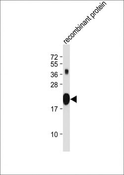 Invitrogen PNOC Monoclonal Antibody (2133CT1268.37.7) 200 &mu;L; Unconjugated:Antibodies,