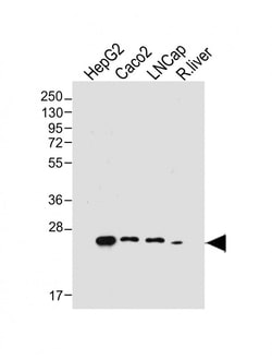 Invitrogen GSTA1 Monoclonal Antibody (2128CT386.77.4) 200 &mu;L; Unconjugated:Antibodies,