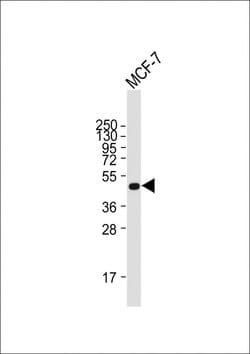 Invitrogen SULT2B1 Monoclonal Antibody (2142CT1553.26.63) 200 &mu;L; Unconjugated:Antibodies,