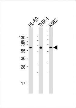 Invitrogen CARD9 Monoclonal Antibody (2156CT20.4.85) 200 &mu;L; Unconjugated:Antibodies,