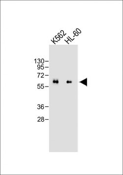 Invitrogen CARD9 Monoclonal Antibody (2156CT20.4.85) 200 &mu;L; Unconjugated:Antibodies,
