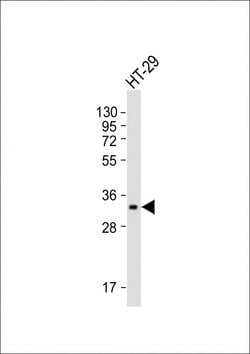 Invitrogen PENK Monoclonal Antibody (2181CT109.65.83) 200 &mu;L; Unconjugated:Antibodies,