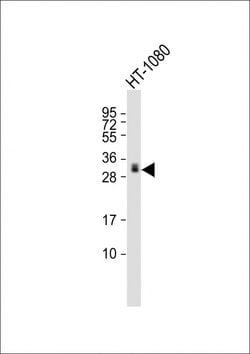 Invitrogen GDF15 Monoclonal Antibody (2182CT228.18.8) 200 &mu;L; Unconjugated:Antibodies,
