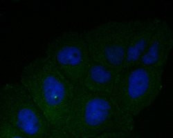 Invitrogen DFNA5 Monoclonal Antibody (A1H2) 100 &mu;L; Unconjugated:Antibodies,