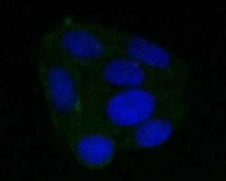 Invitrogen DFNA5 Monoclonal Antibody (A1H2) 100 &mu;L; Unconjugated:Antibodies,