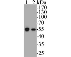 Invitrogen DFNA5 Monoclonal Antibody (A1H2) 100 &mu;L; Unconjugated:Antibodies,