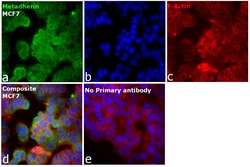 Invitrogen Metadherin Monoclonal Antibody (6-F4) 100 &mu;L; Unconjugated:Antibodies,