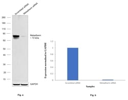 Invitrogen Metadherin Monoclonal Antibody (6-F4) 100 &mu;L; Unconjugated:Antibodies,