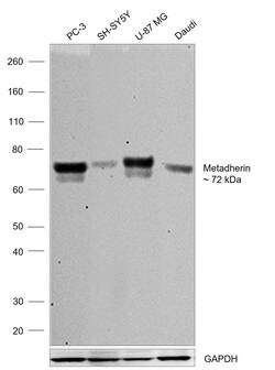 Invitrogen Metadherin Monoclonal Antibody (6-F4) 100 &mu;L; Unconjugated:Antibodies,